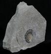Promicroceras Ammonite - Dorset, England #30731-3